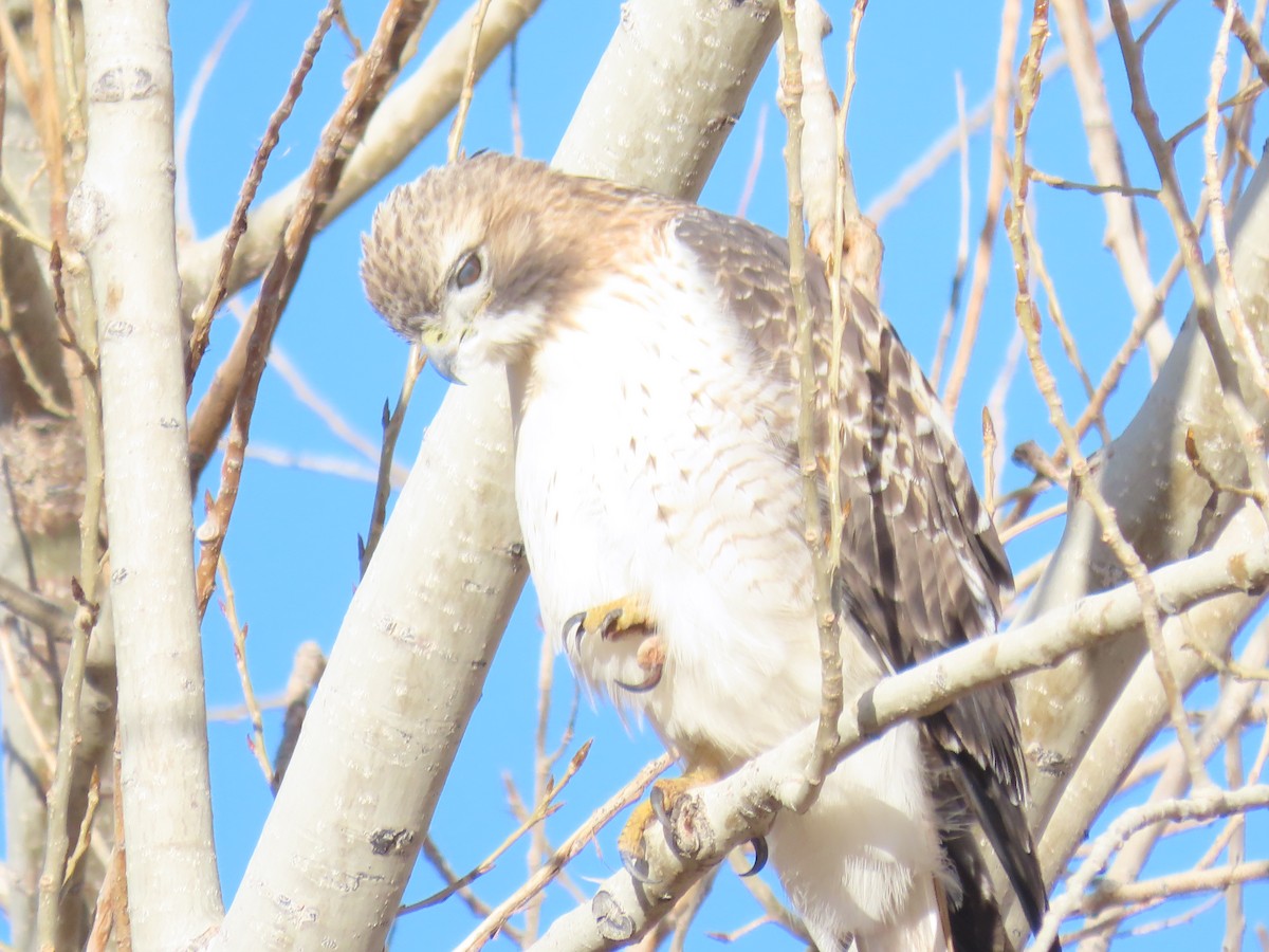 Red-tailed Hawk - Katherine Holland