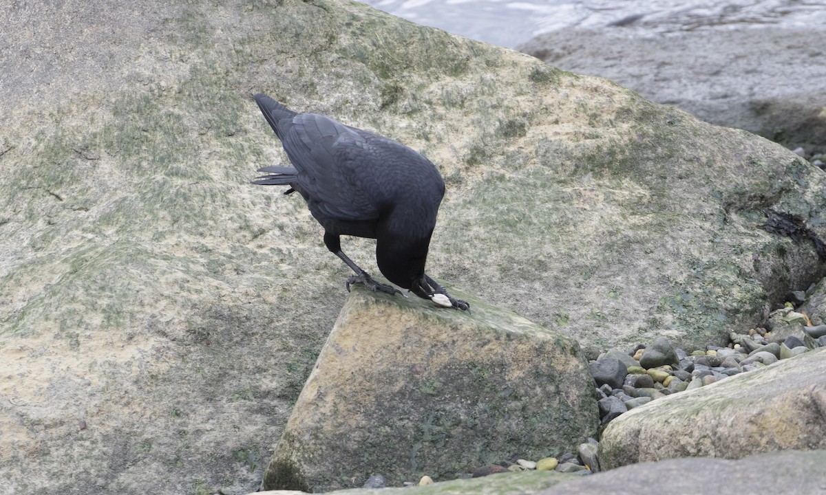 American Crow - ML391754441