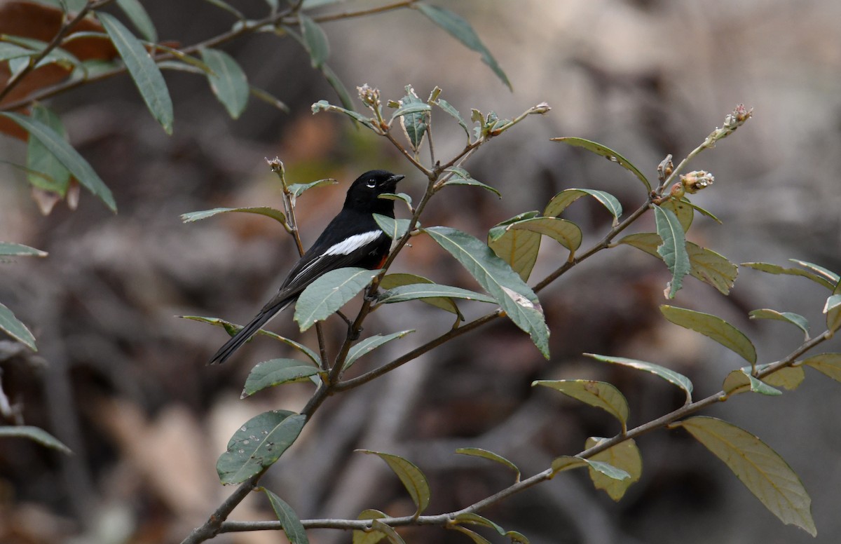 Painted Redstart - ML391755371