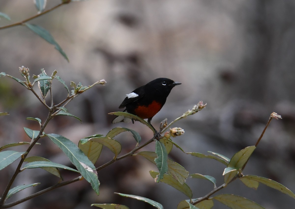 Painted Redstart - ML391755401