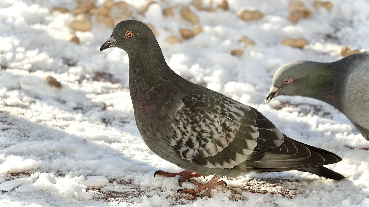 Rock Pigeon (Feral Pigeon) - Dianne Zuppe