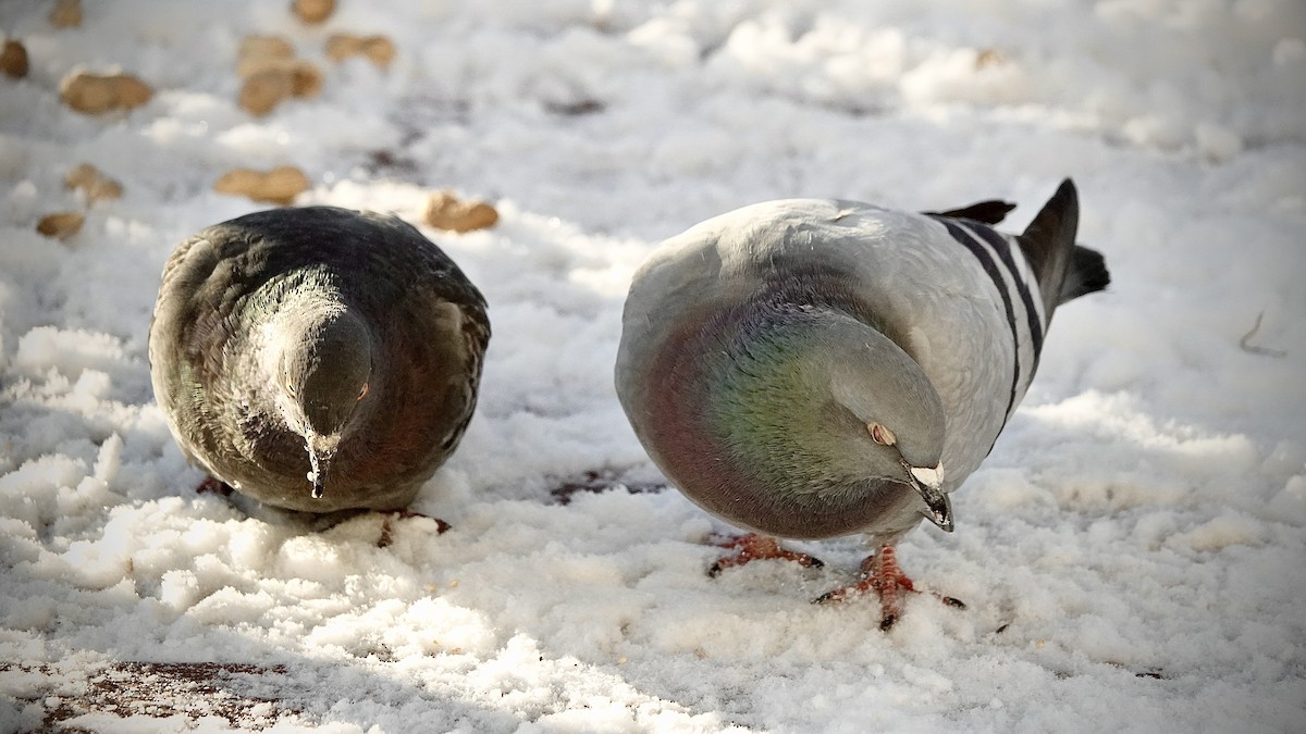 Rock Pigeon (Feral Pigeon) - ML391756661