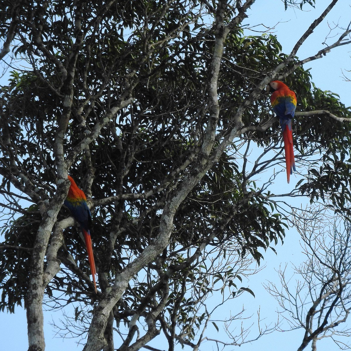 Scarlet Macaw - José Dionísio JDionísio