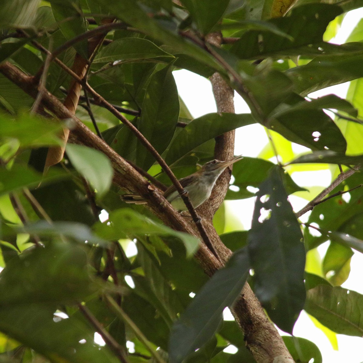 Long-billed Gnatwren - ML391758911