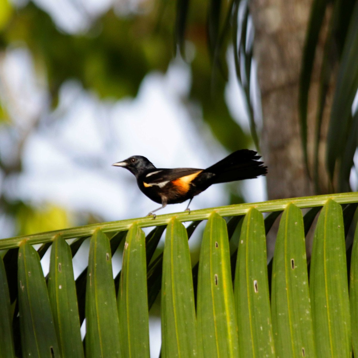 Fulvous-crested Tanager - José Dionísio JDionísio