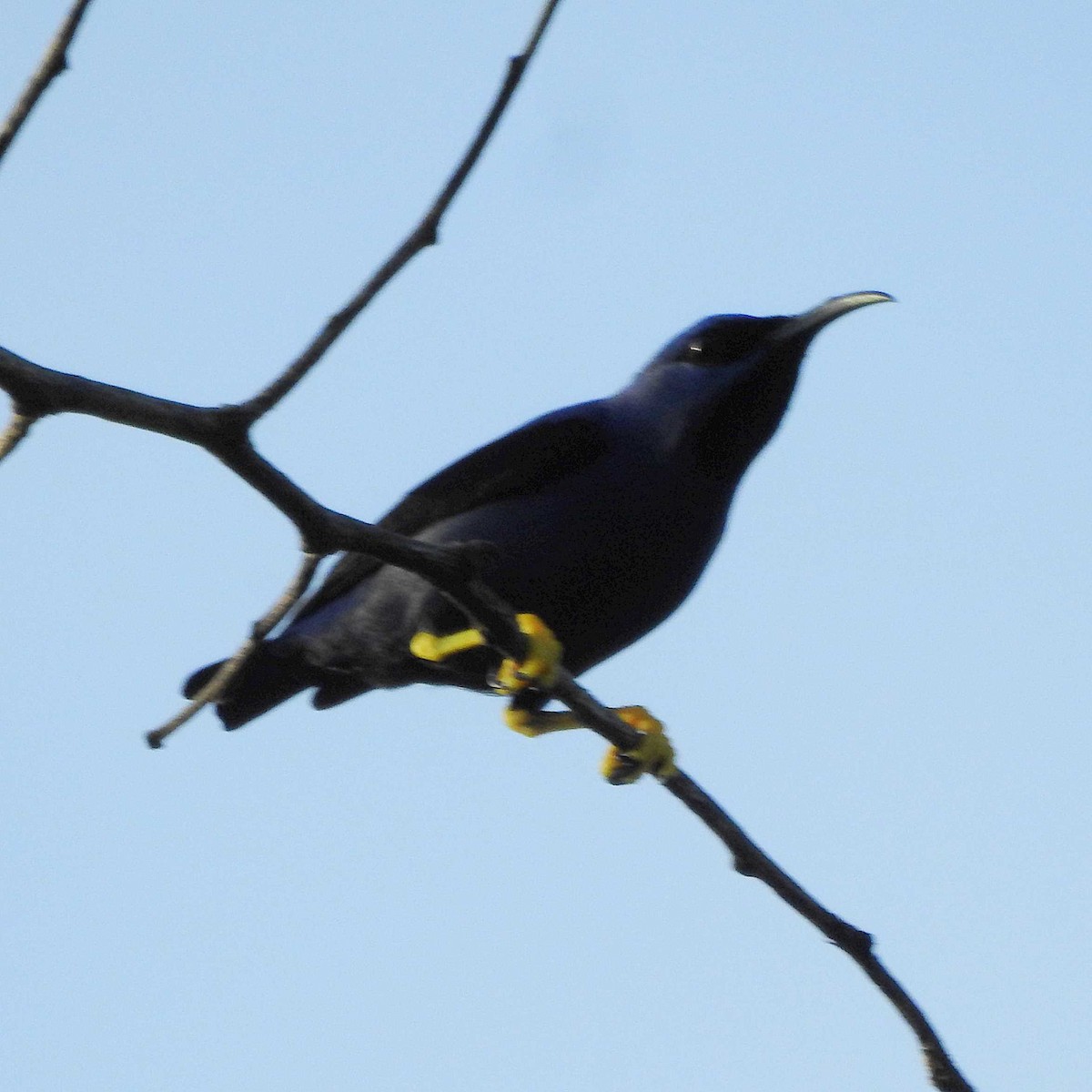 Mielerito Cerúleo - ML391759001