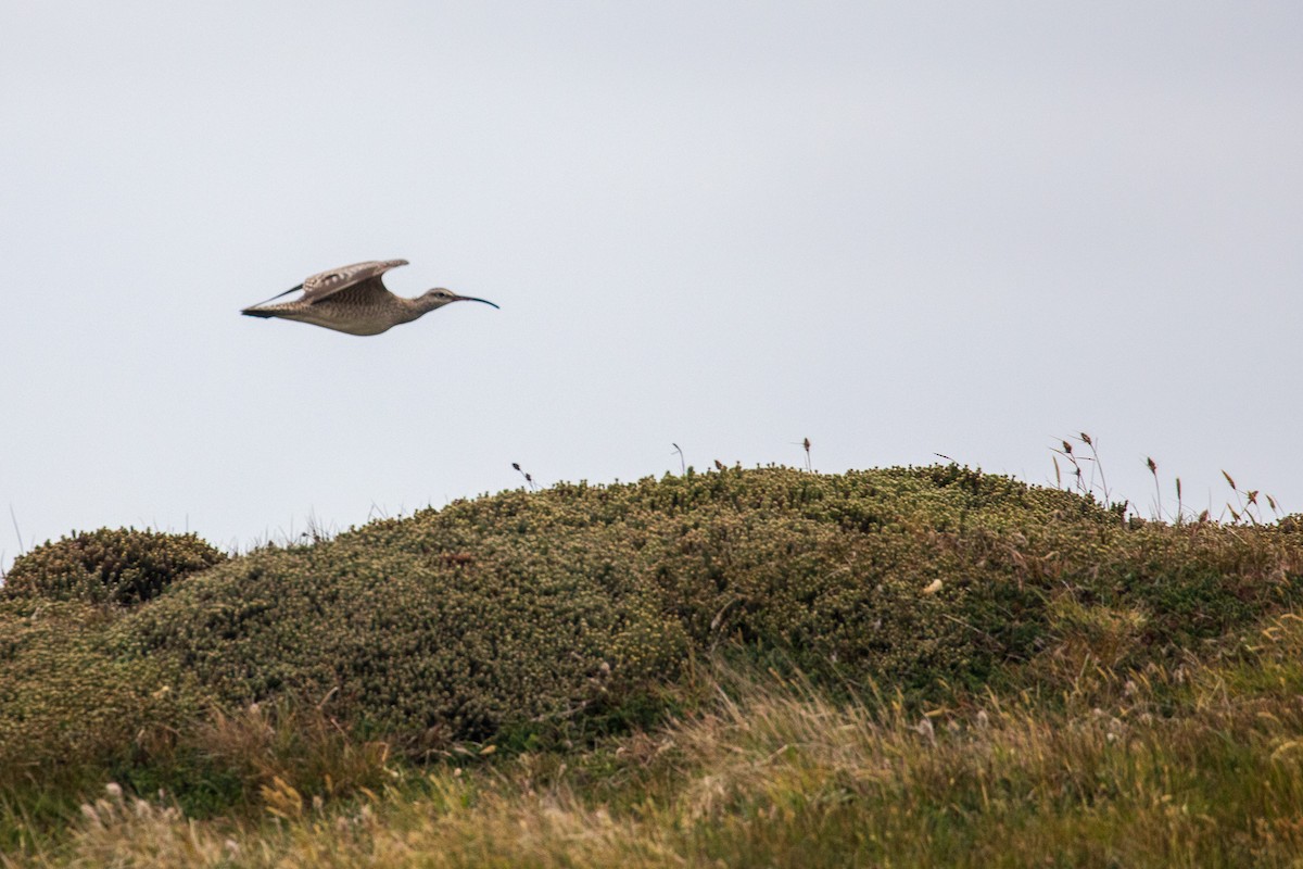 Whimbrel - ML391761451