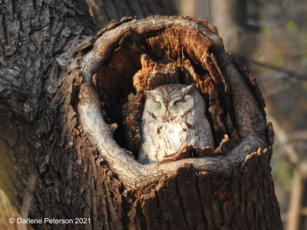 Eastern Screech-Owl - Darlene  Peterson