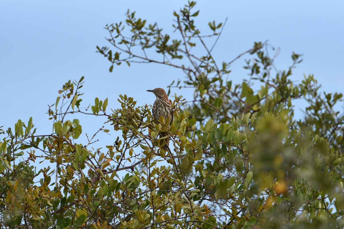 Brown Thrasher - ML391764401