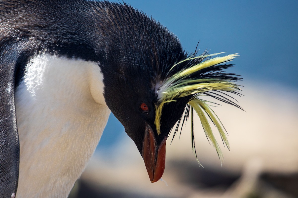 Moseley's Rockhopper Penguin - RYAN HAWKSWORTH