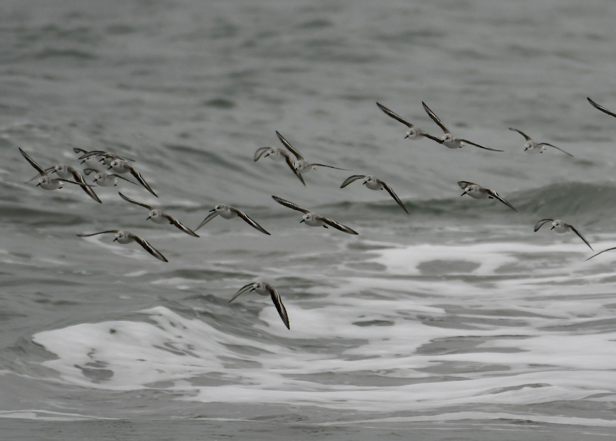 Bécasseau sanderling - ML391767361