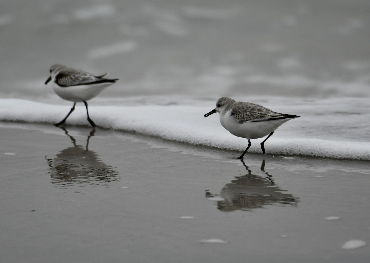 Bécasseau sanderling - ML391767371