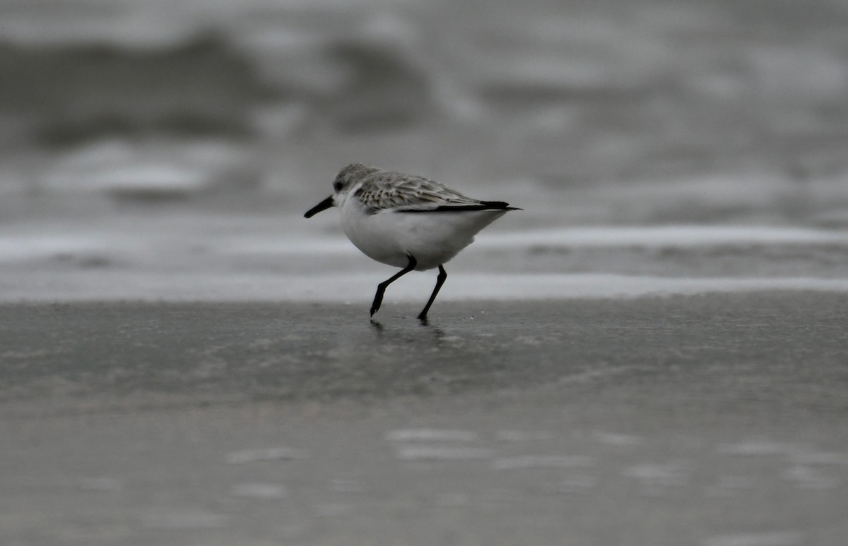 Bécasseau sanderling - ML391767381