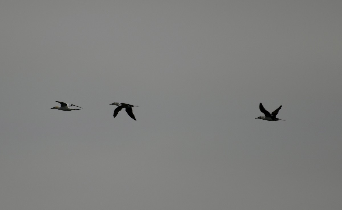 Northern Gannet - ML391767971