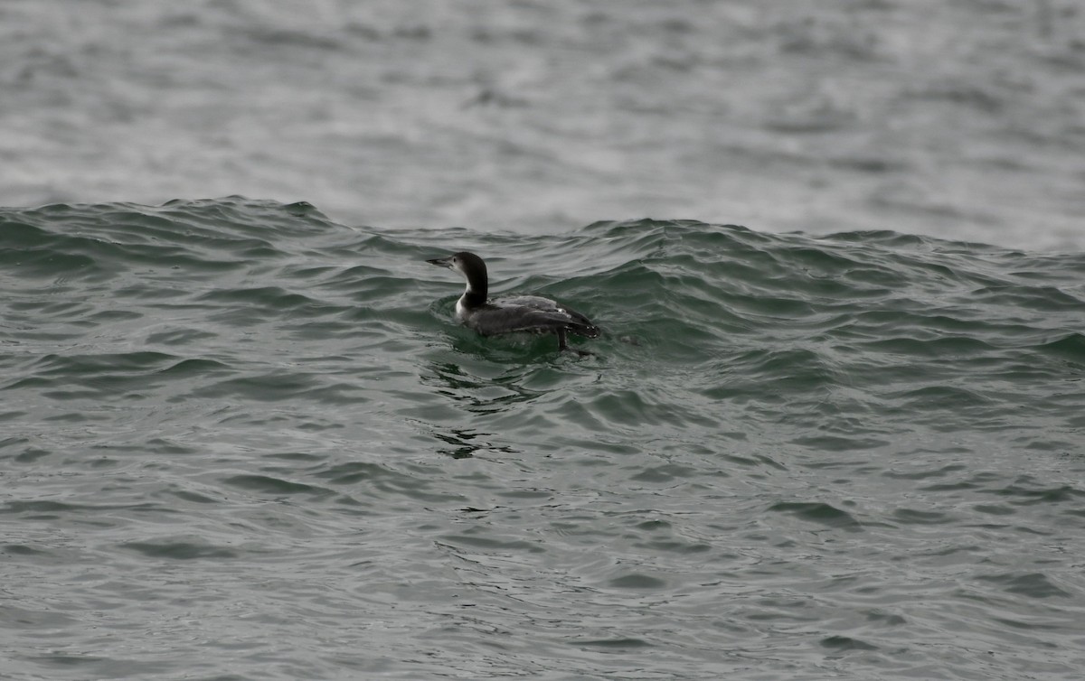 Common Loon - ML391768111