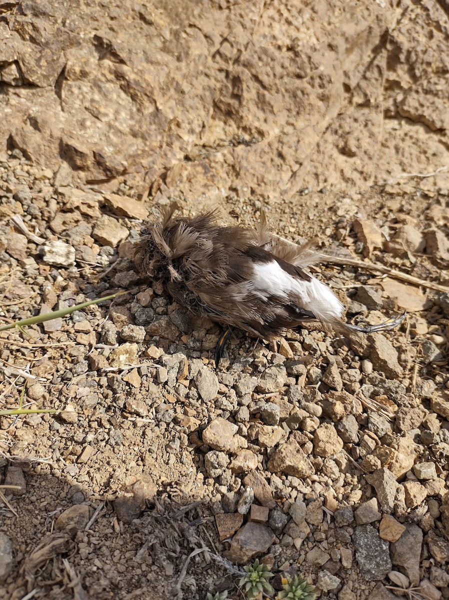 Wilson's Storm-Petrel - ML391768171