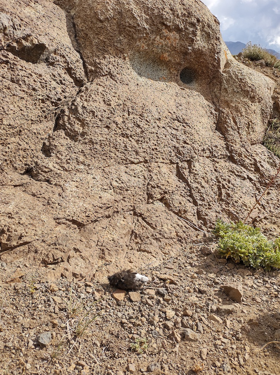 Wilson's Storm-Petrel - ML391768251