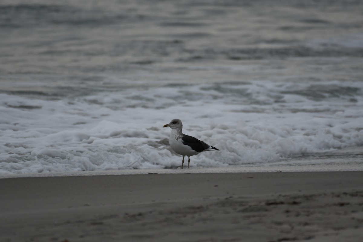 Great Black-backed Gull - Leon Meintjes