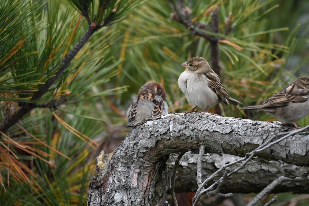 House Sparrow - ML391768681