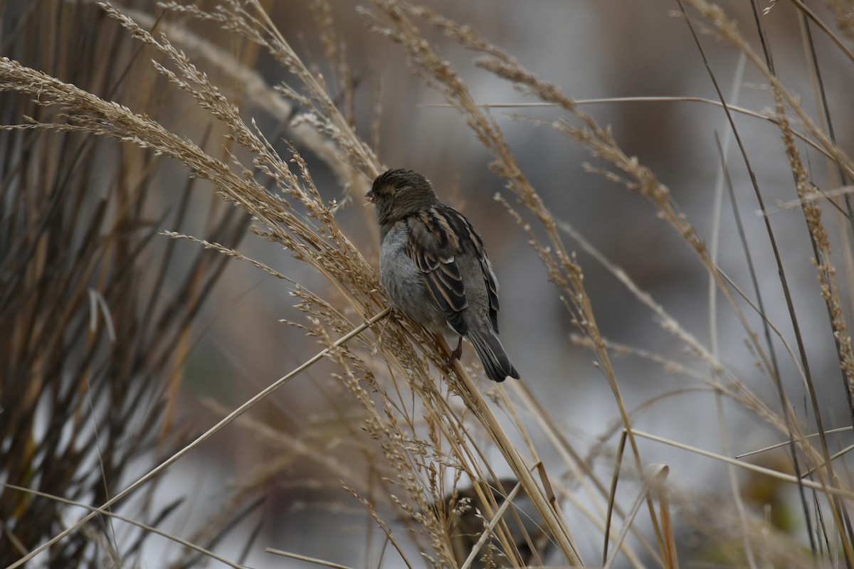 House Sparrow - Leon Meintjes