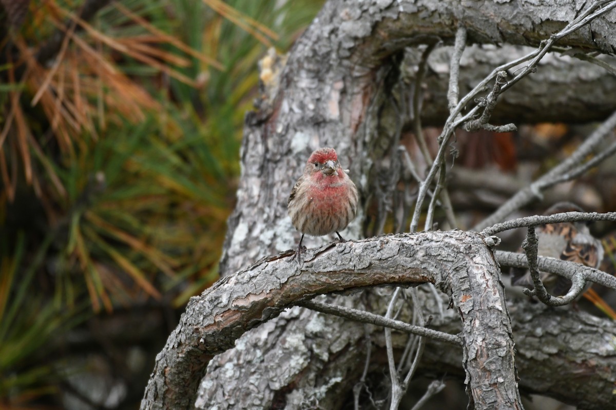 House Finch - ML391768811