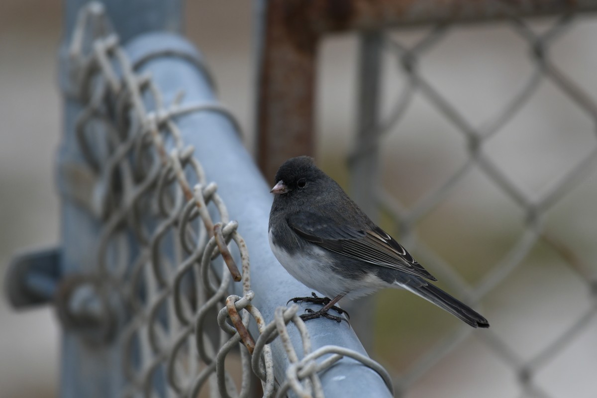 Dark-eyed Junco - ML391769291