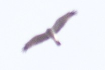 Northern Harrier - David Brown