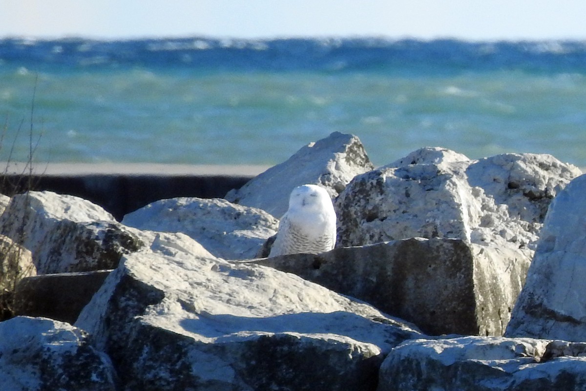 Snowy Owl - ML391772081