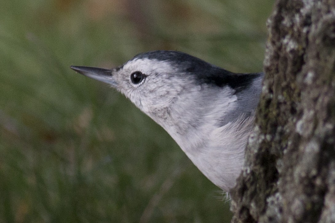 White-breasted Nuthatch - ML39177251