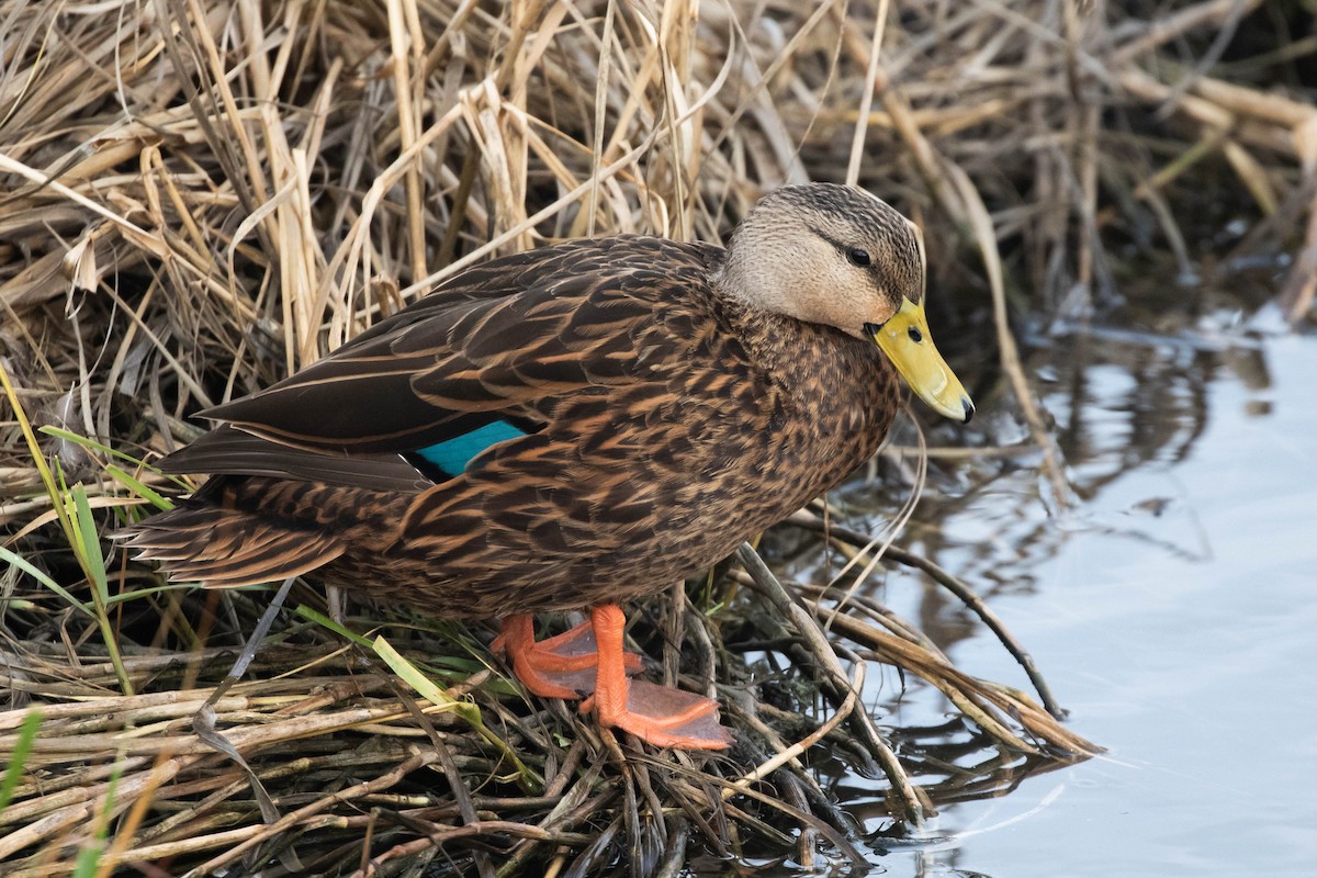 Mottled Duck (Gulf Coast) - Alex Lamoreaux