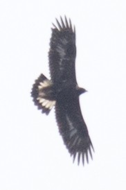 Golden Eagle - ML39177741