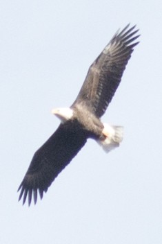 Bald Eagle - ML39177841