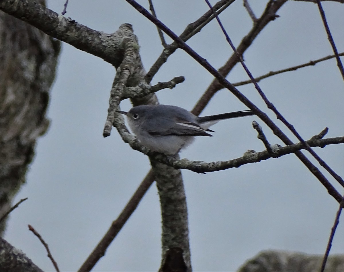 Blue-gray Gnatcatcher - ML391778441