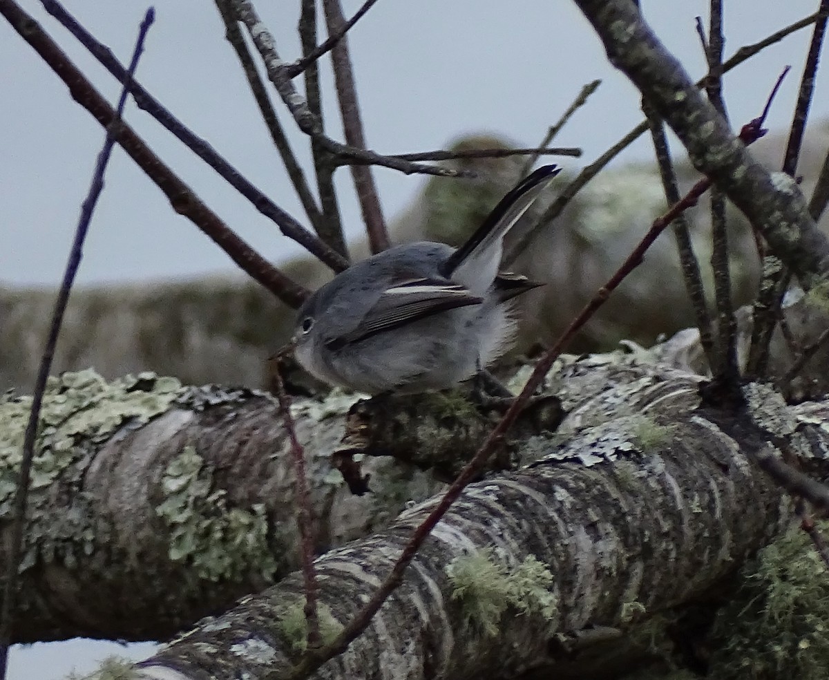 Blue-gray Gnatcatcher - ML391778541