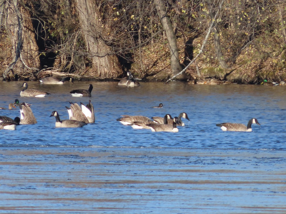 Bufflehead - Lynn Barber