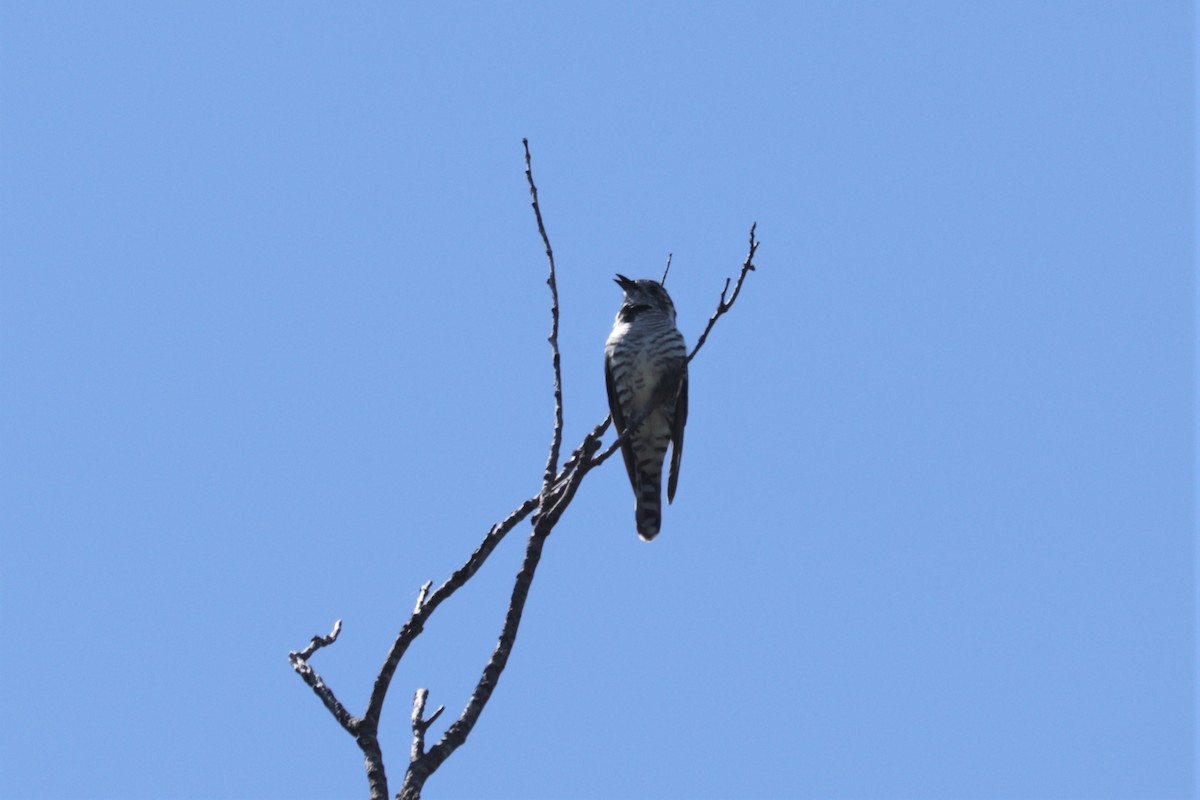 Shining Bronze-Cuckoo - ML391779311