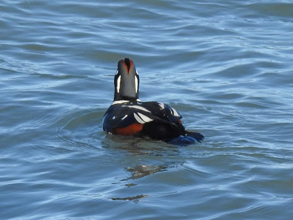 Harlequin Duck - ML391779731