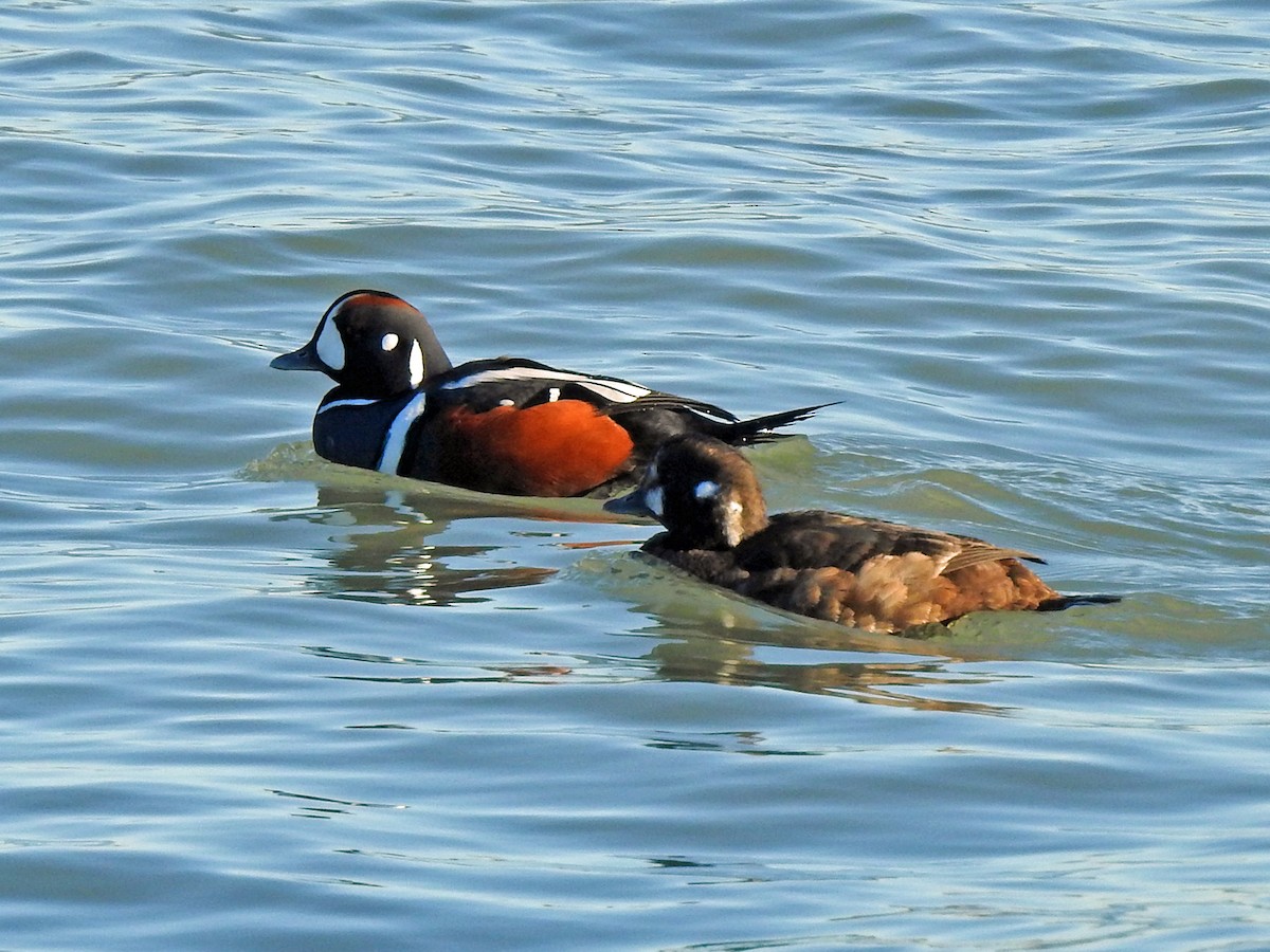 Harlequin Duck - ML391779771