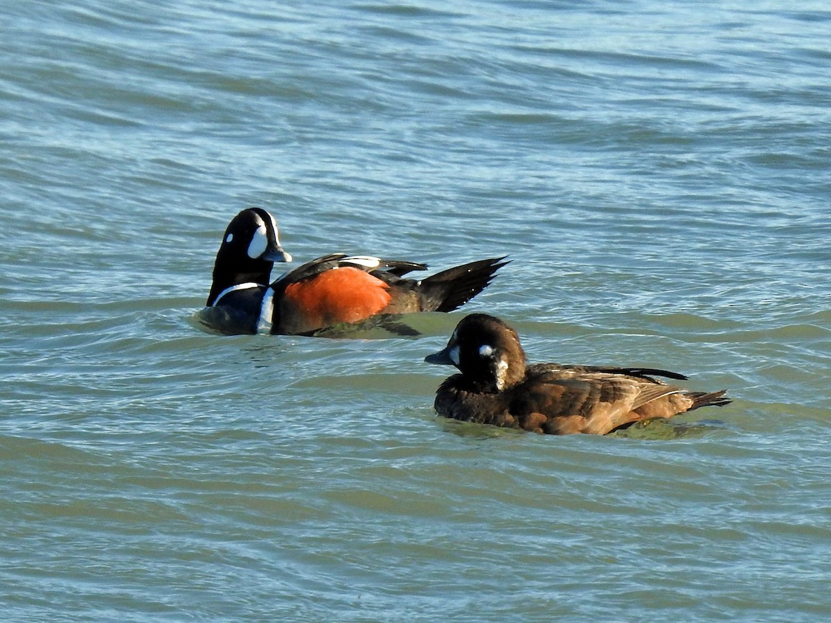 Harlequin Duck - ML391779781