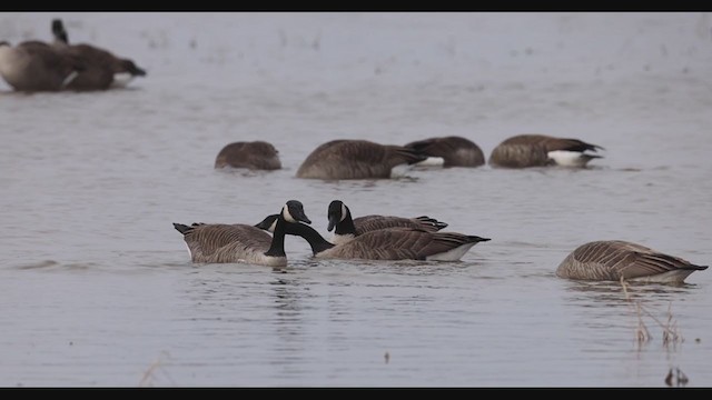 Canada Goose - ML391781421