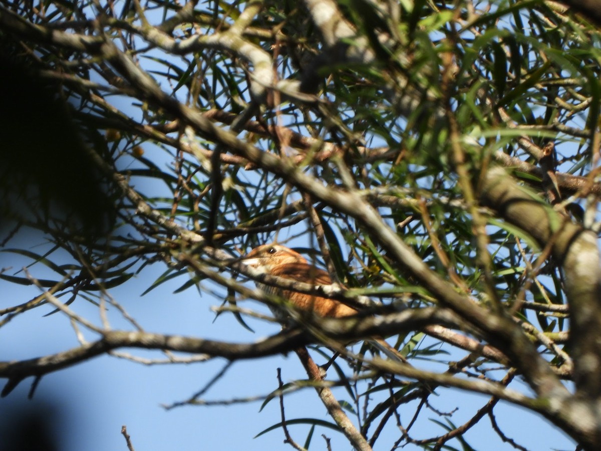 Bull-headed Shrike - Enoch Cheuk