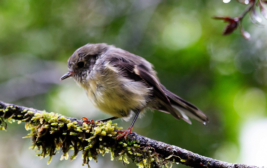 Tomtit - ML391782561