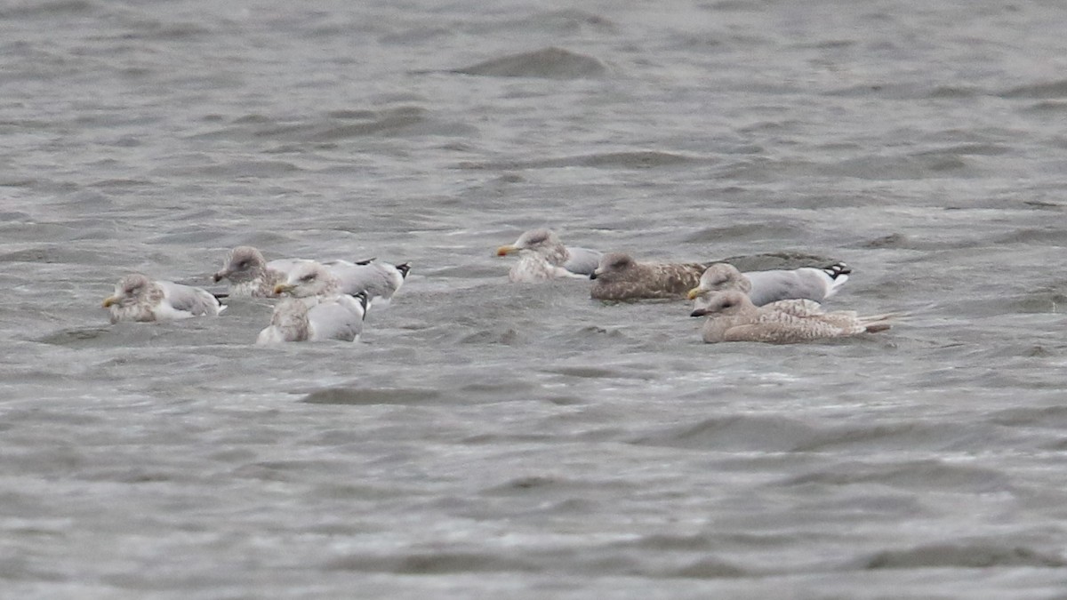 Iceland Gull (kumlieni/glaucoides) - ML39178311