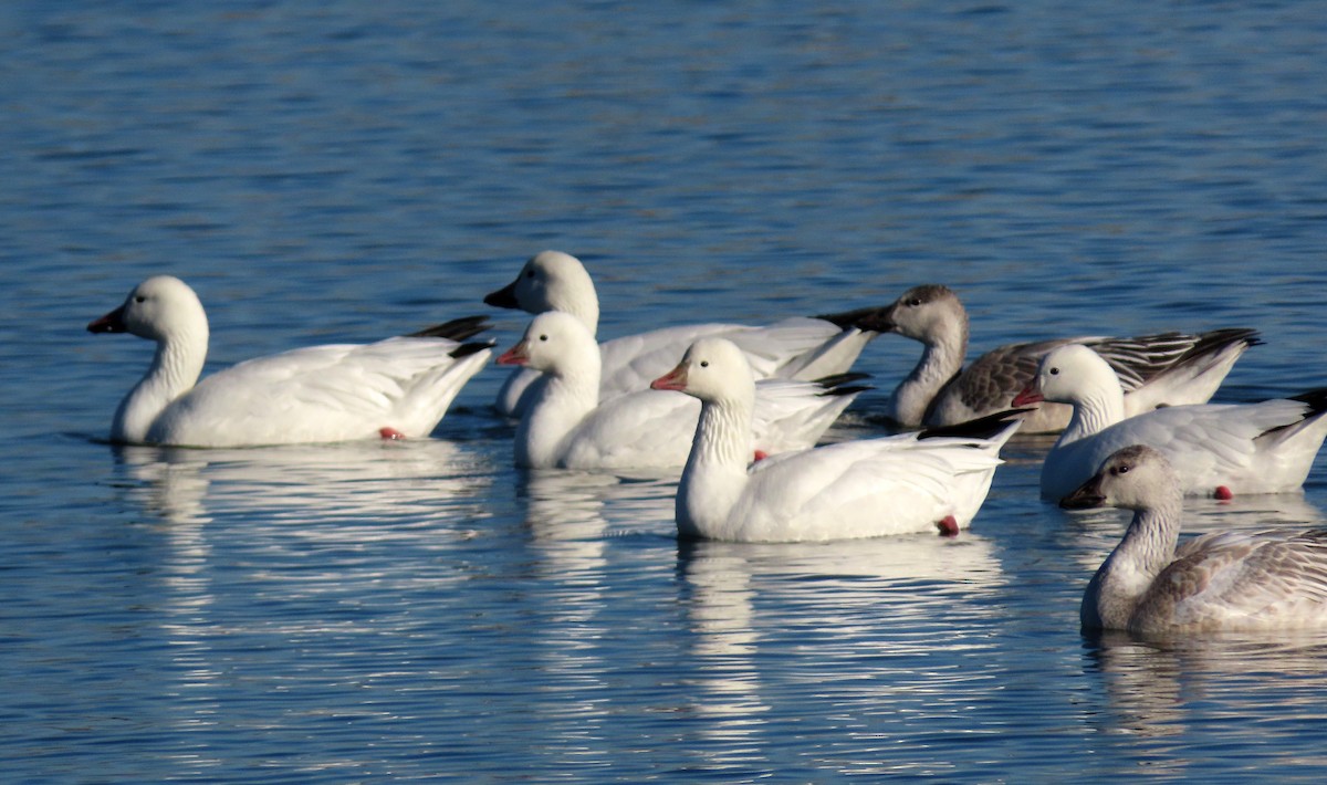 Ross's Goose - ML391783231