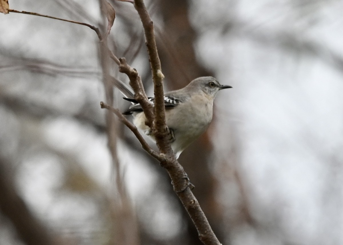 Northern Mockingbird - ML391784431