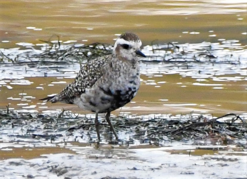 American Golden-Plover - Mike Winck