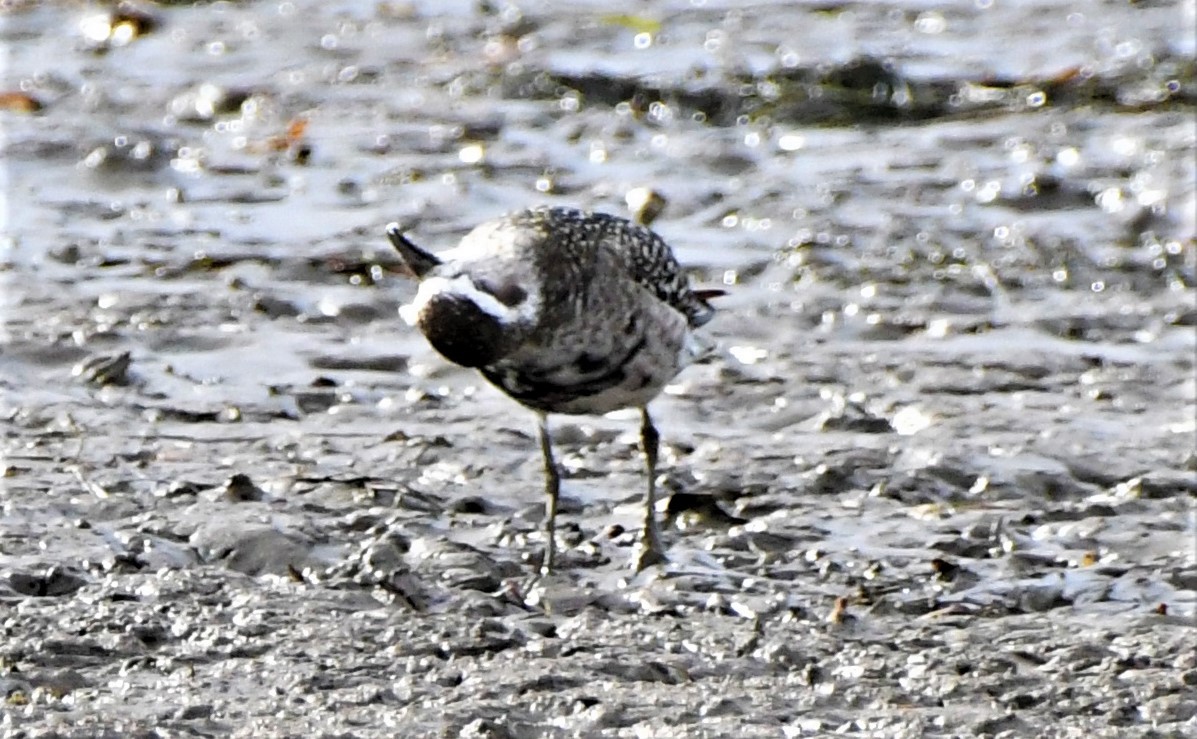 American Golden-Plover - ML391784831