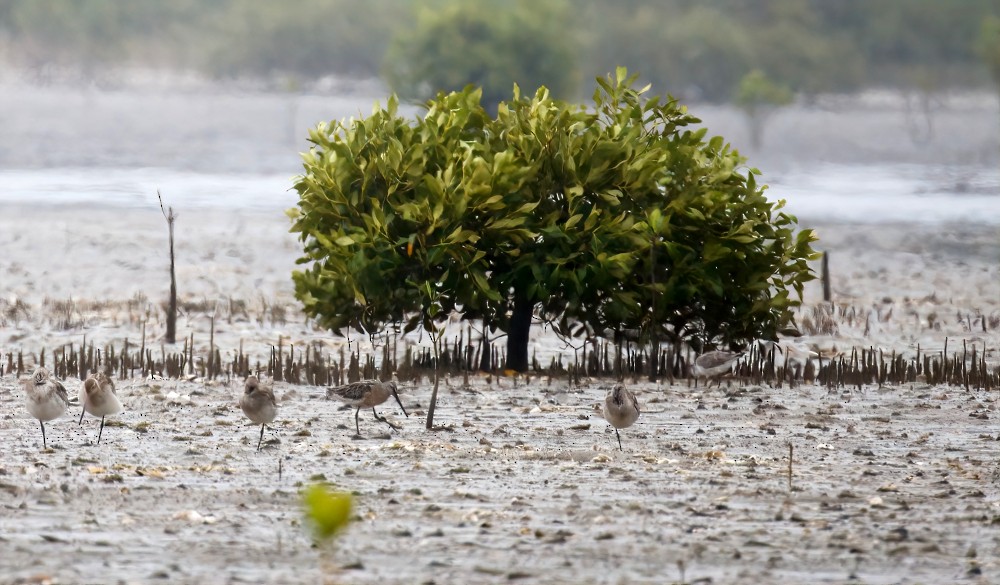 Asian Dowitcher - ML391786051