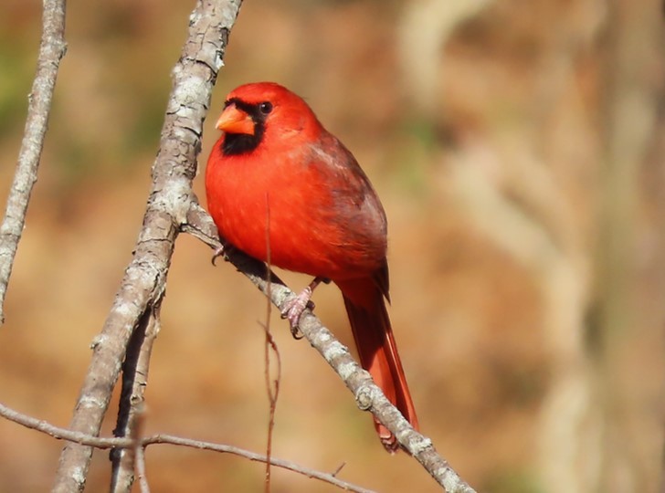 Northern Cardinal - ML391787011