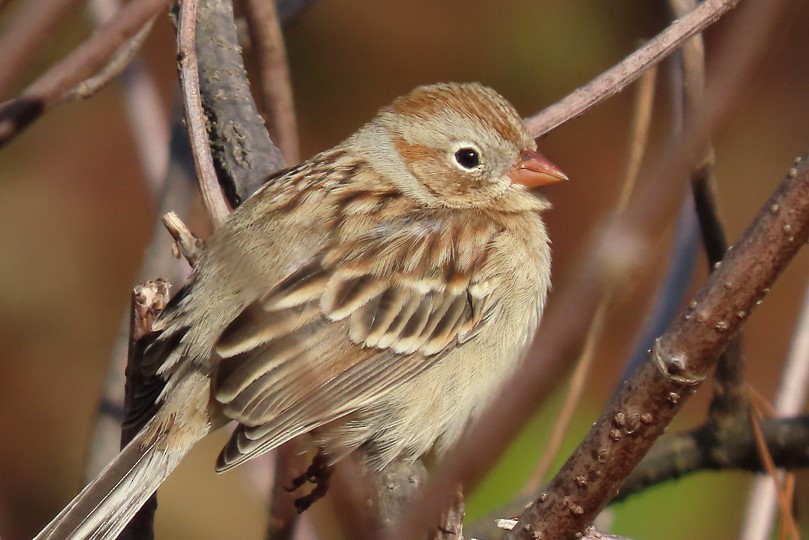 Field Sparrow - ML391787101